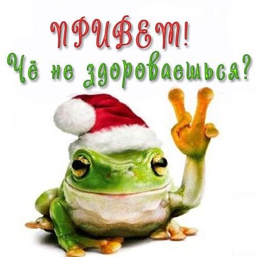 Котик приветствует