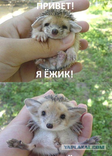 Ежик за шкирку