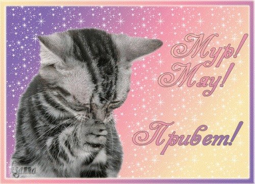 Привет мой любимый котенок