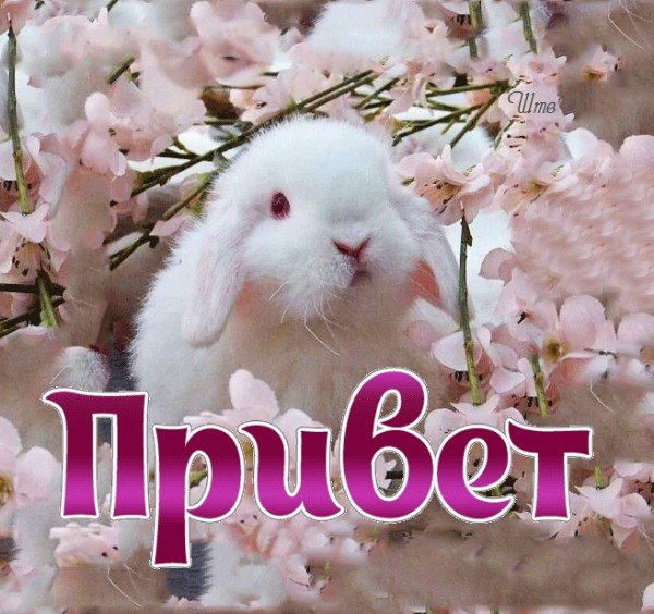 Привет Мем