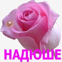 Цветы для Нади