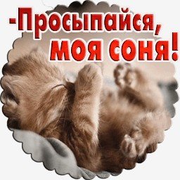 Просыпайся Соня