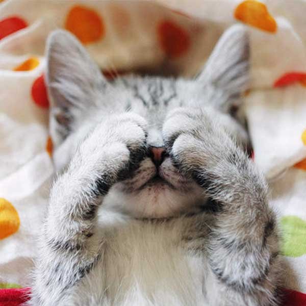Кот Засоня