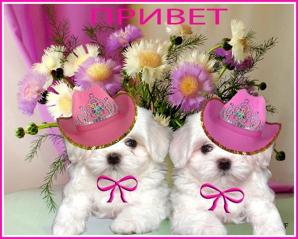 Открытка для девушки Оля