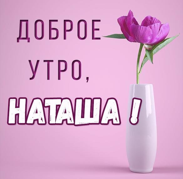 Приветик розы
