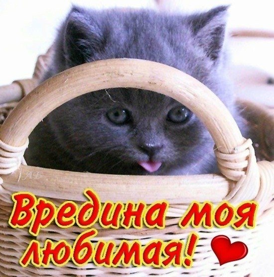 Вредина картинки прикольные