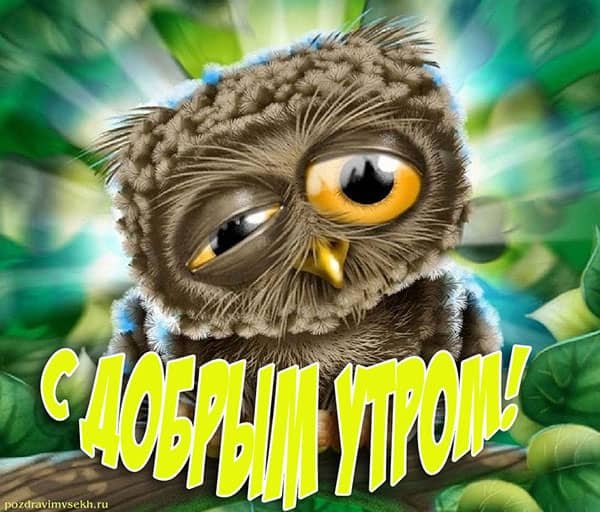 Доброе утро Сова