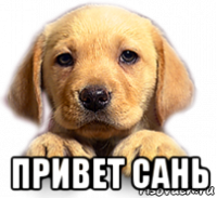Привет Сашенька
