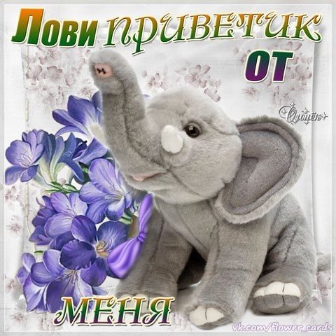 Открытка лови приветик