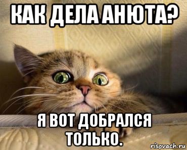 Привет ботан