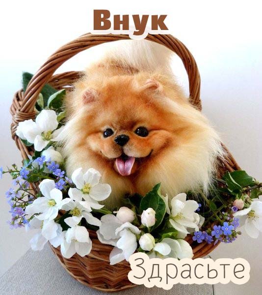 Картинки привет внук (39 фото)