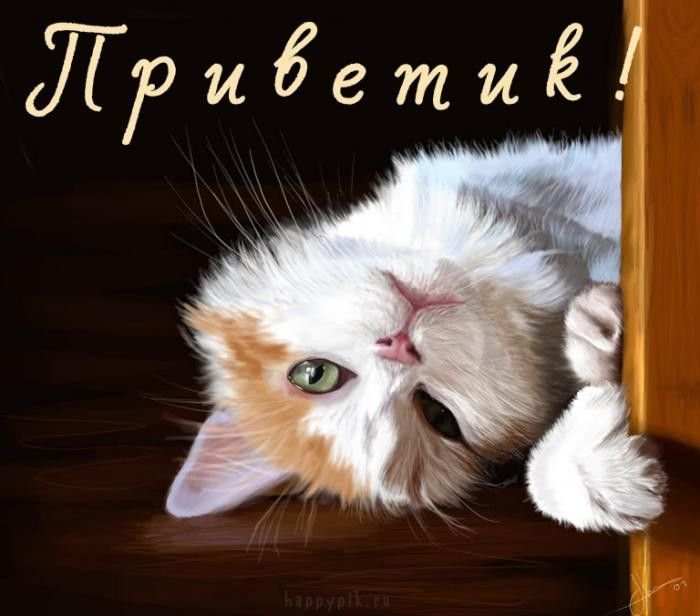 Картинки привет кошка (30 фото) » Юмор, позитив и много смешных картинок