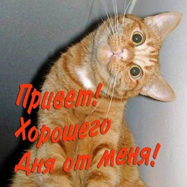 Привет кошечка
