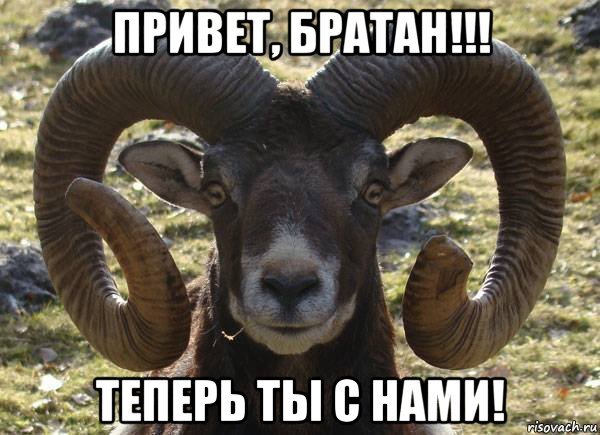 Баран мемы