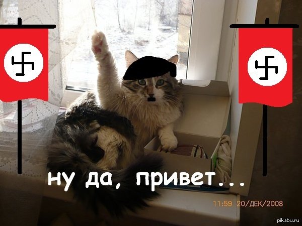 Зигующий кот