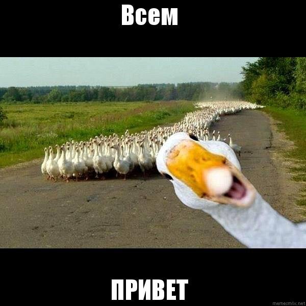Доброе утро с гусем