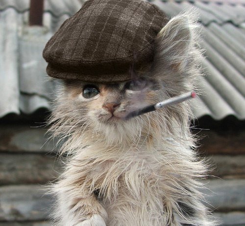 Кот в кепке