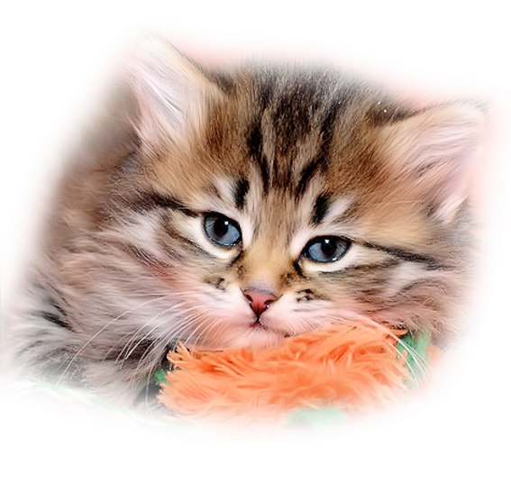 Котенок я скучаю