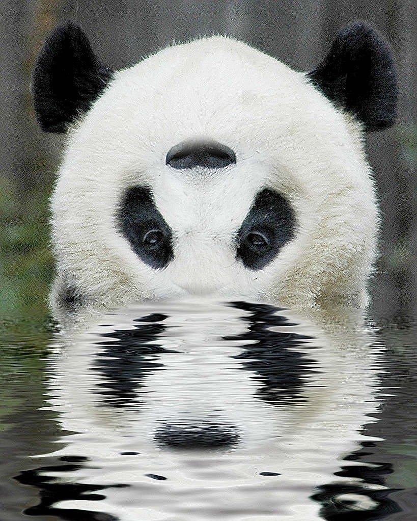 Панда без кругов. Панда. Изображение панды. Странная Панда. Лицо панды.