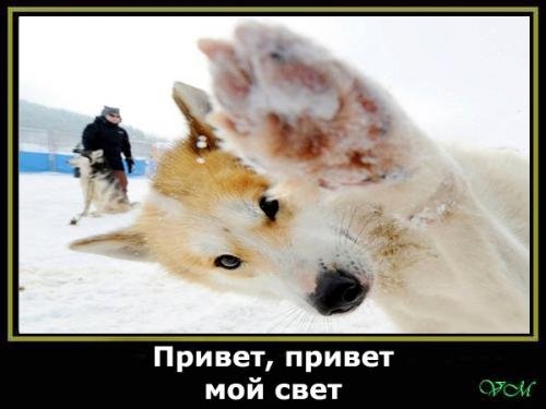 Черный Властелин Алина