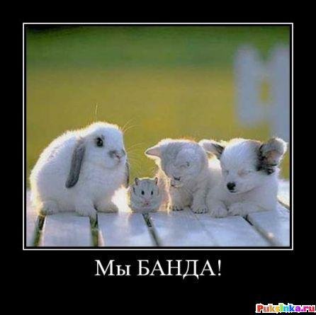 Привет бандиты