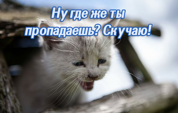 Ты куда пропала картинки
