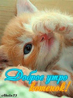 Доброе утро котенок мой