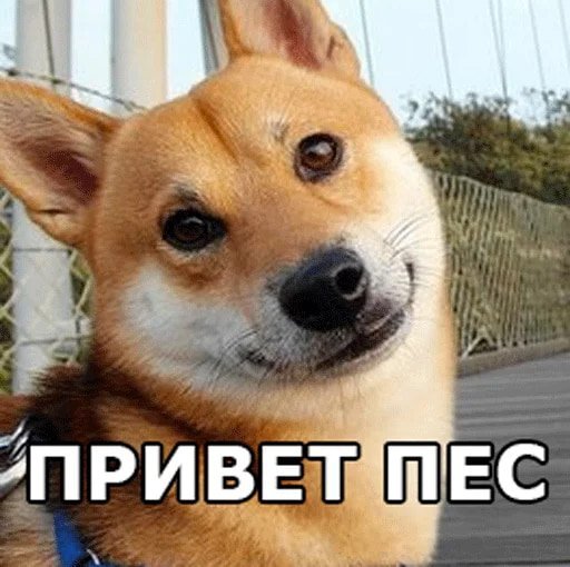Привет псина