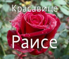 Букет цветов для Раисы