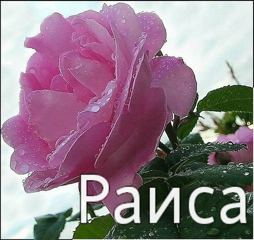 Открытка для Раисы