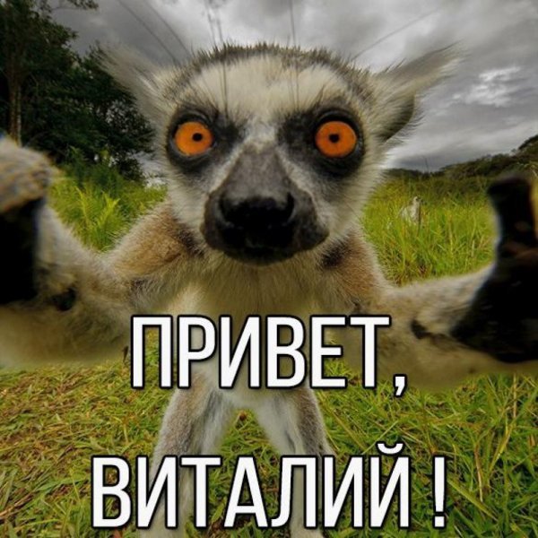 Привет как жизнь картинки