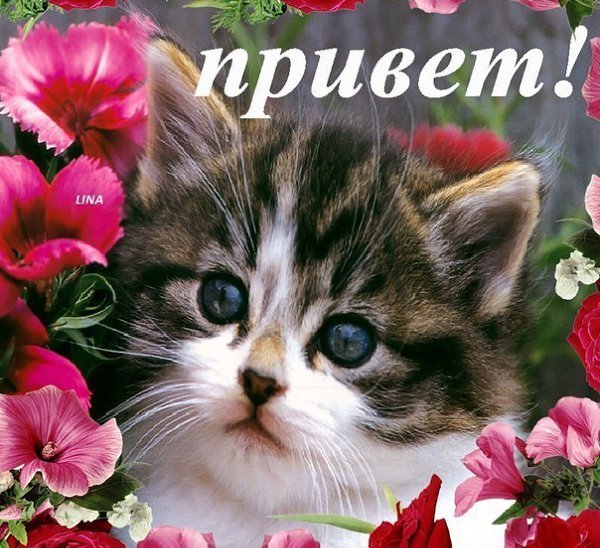 Привет Сонечка
