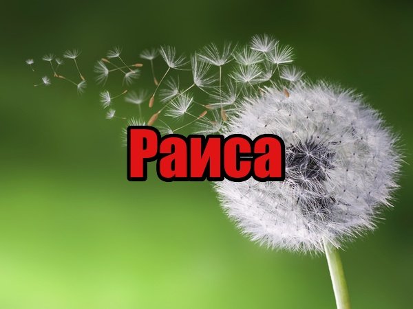 Надпись имени Лариса