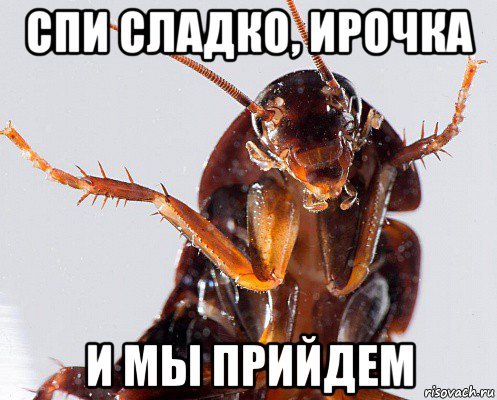 Таракан Мем