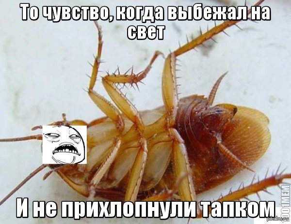 Таракан Мем