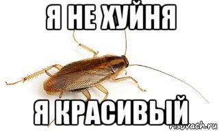 Таракан Мем