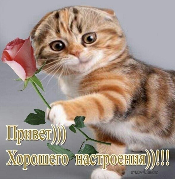 Привет хорошего настроения
