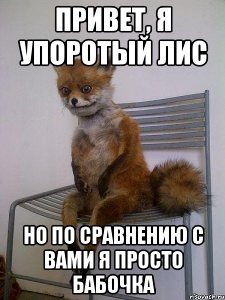Доброе утро Упоротая лиса