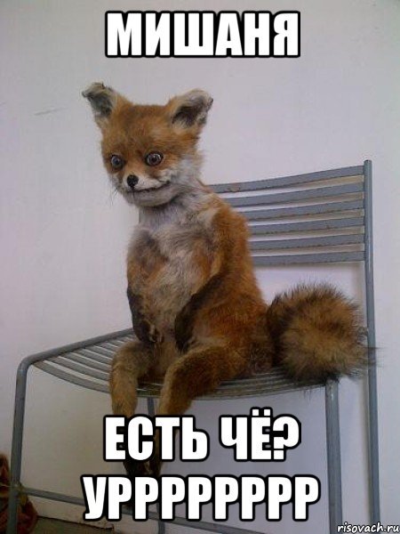 Упоротый Лис демотиваторы