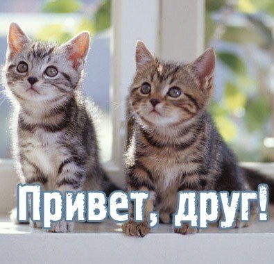 Котик с надписью привет