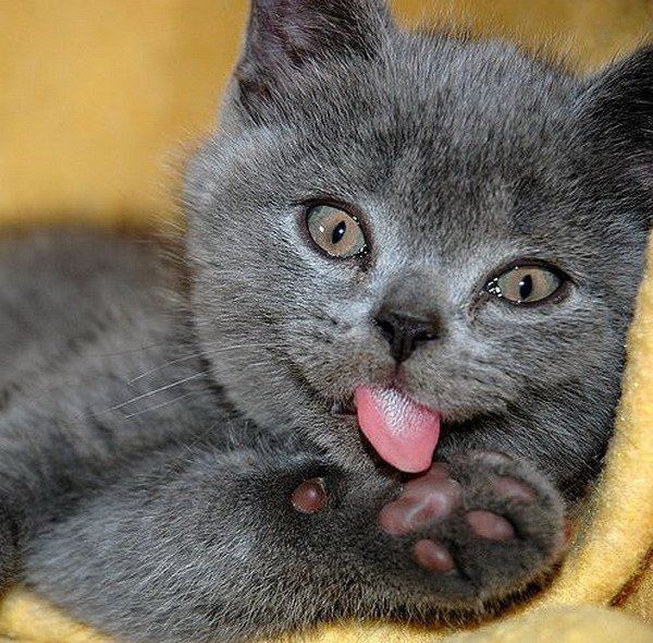 Котенок с язычком