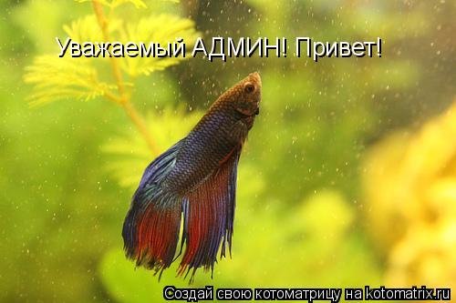 Привет админу картинки