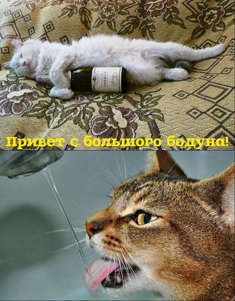 Добрый вечер привет с большого бодуна
