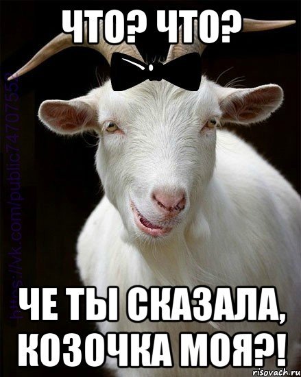 Мем ты коза