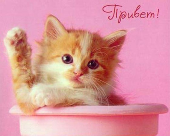 Привет котенок