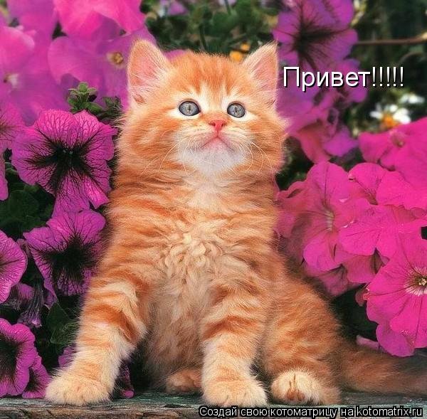 Кошачьи приветики