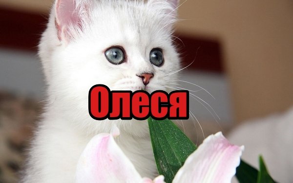 Алеся Мем