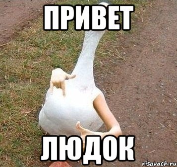 Гусь Мем привет