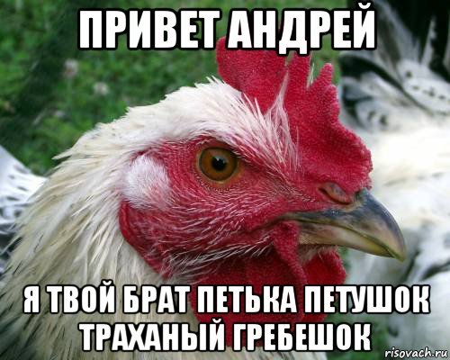 Привет петух