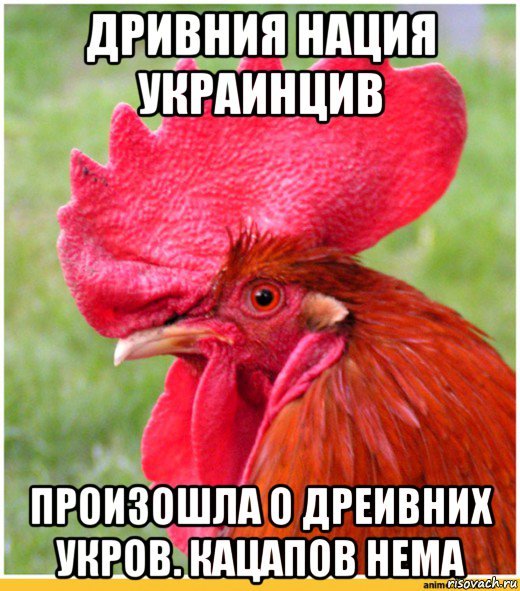 Петух дырявый